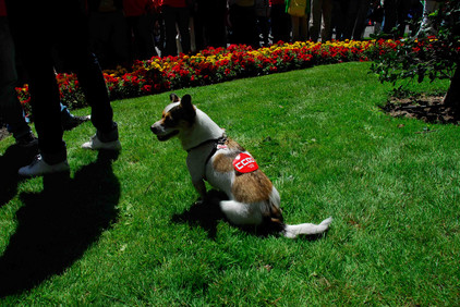 Hund bei einer Demo in Madrid, Foto Tobias Büscher Hund bei einer politischen Veranstalung in Madrid