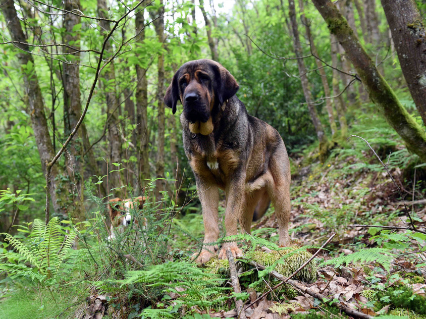 Spanischer Jagdhunde