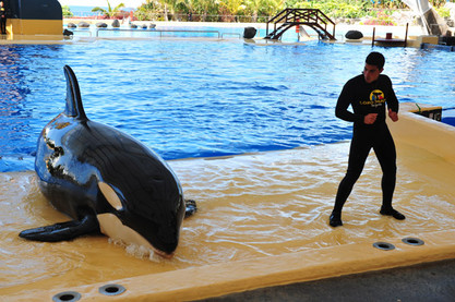 Orca in Aktion