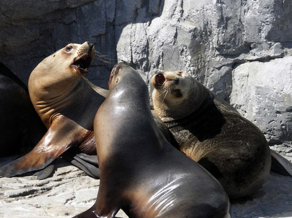 Tierpark in Valencia