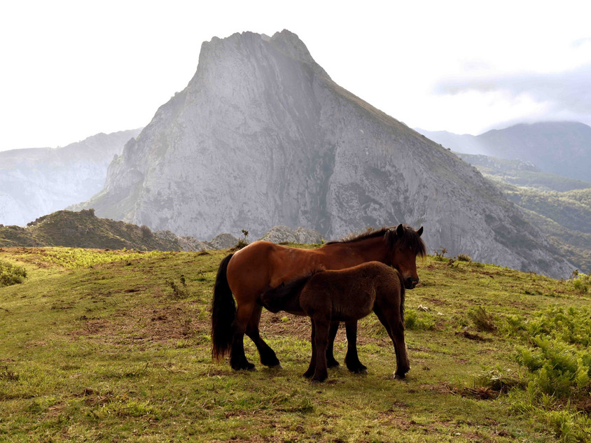 Pferde in Nordspanien