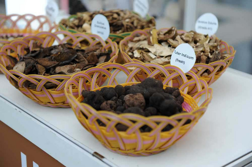 Wertlose Trüffel: Tuba Indicum