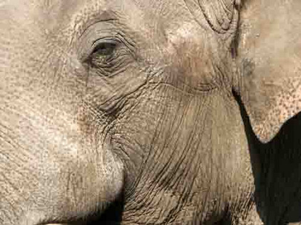 Elefant