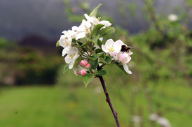 Apfelbaum blüht