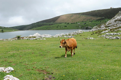 Kuh im Nationalpark Picos de Europa in Nordspanien vor einem Bergsee.