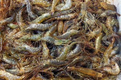 Gambas aus Spanien