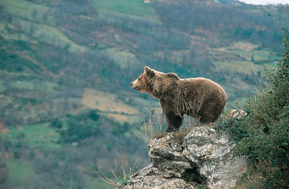 Bär in Spanien