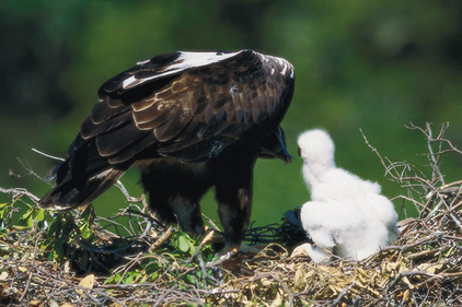 Adler in Spanien, Turespaña