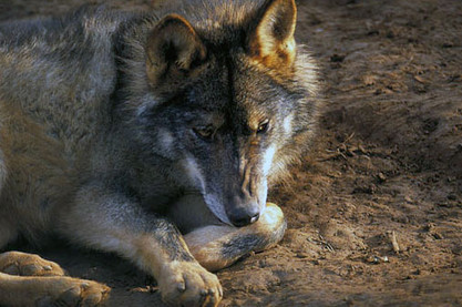Wolf in Asturien