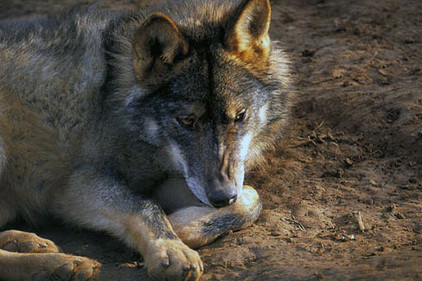 Wolf in Spanien