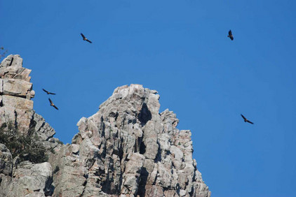 Geier kreisen über einem grauen Fels in Monfragüe, Spanien