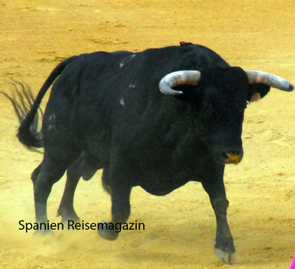 Stier in Spanien