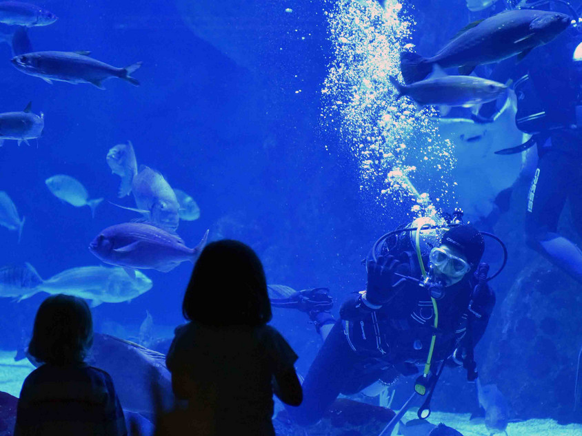 Meeresmuseum von Gij&oacute;n, Foto Tobias B&uuml;scher
