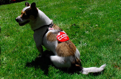 Hund der Arbeitergewerkschaft CCOO Hund mit Logo CCOO der spanischen Gewerkschaft