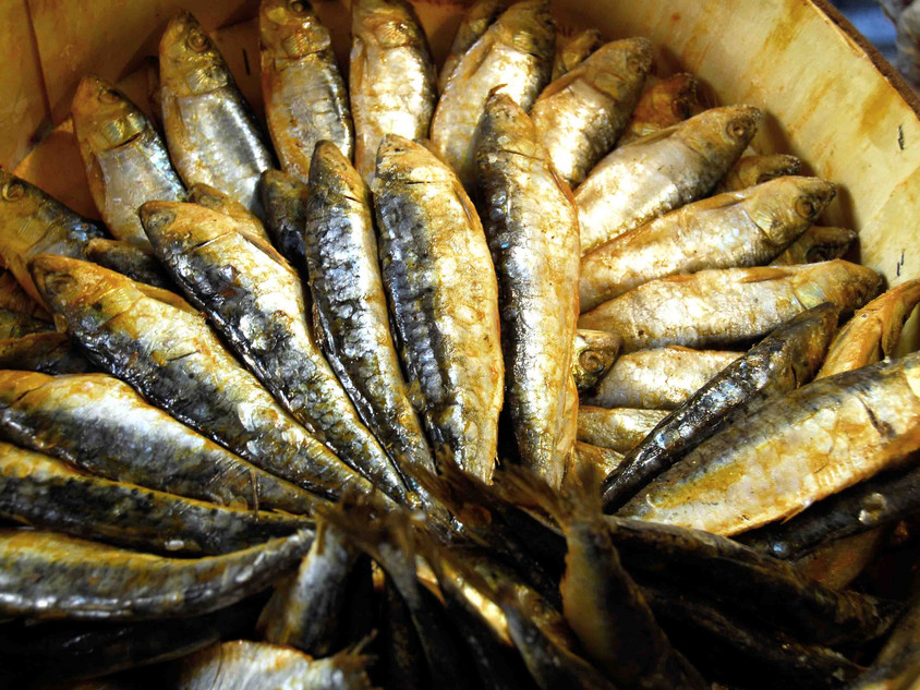 Sardinen Sardinen