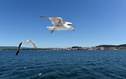 Möwe in Galicien Möwe