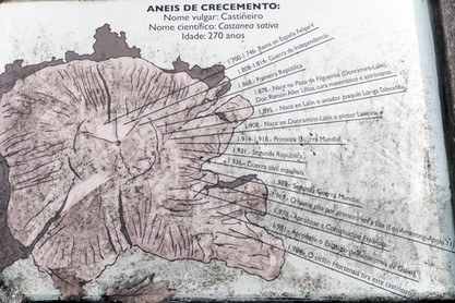 270 Jahre alte Kastanie in Norspanien