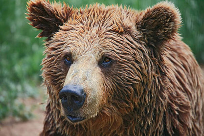 Braunbär