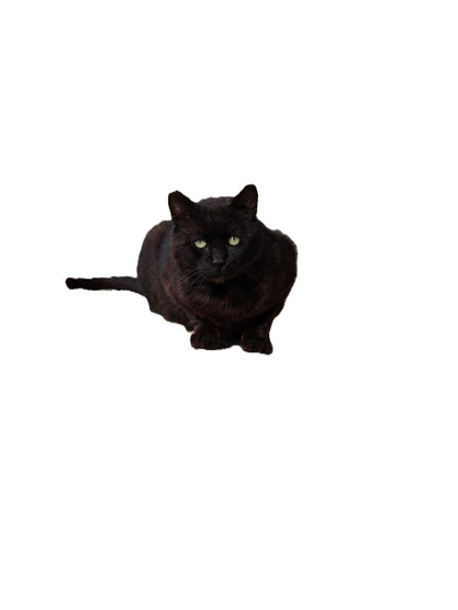 Katze in Spanien