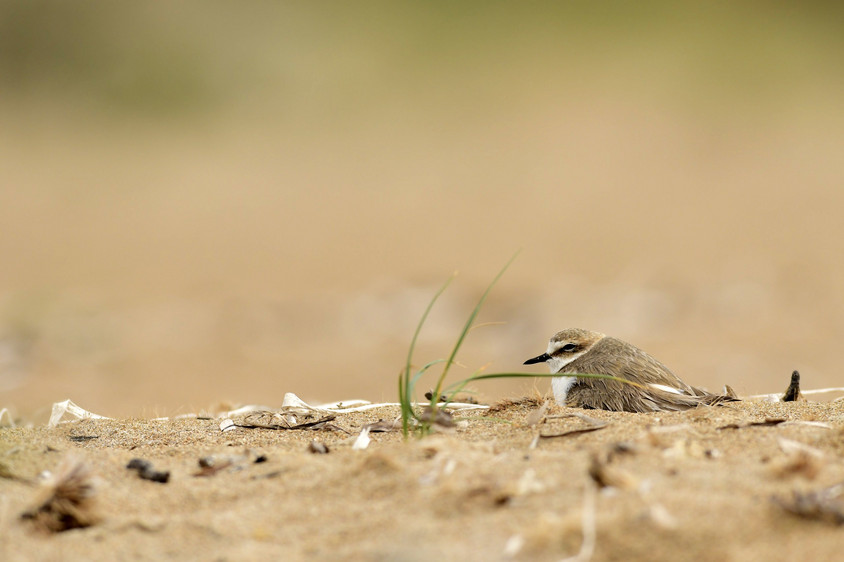 Costa Blanca: Seeregenpfeifer