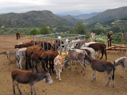 Esel in Andalusien