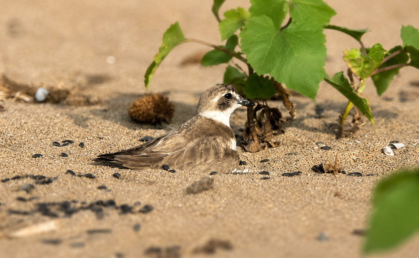 Bedrohte Tierarten: Seeregenpfeifer