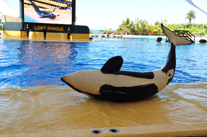 Orka-Show auf Teneriffa