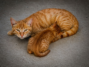 Katzenmutter in der Rettungsstation in Spanien