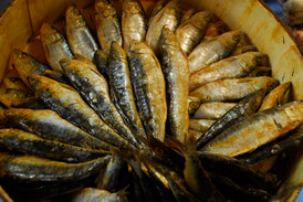 Sardinen