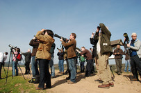 Vogelbeobachter, Gruppe