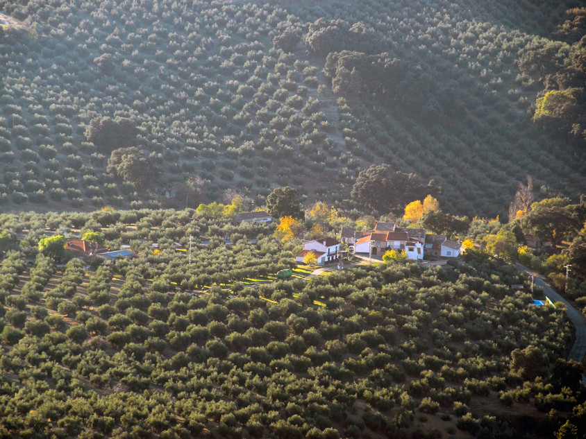 Olivenb&auml;ume in der Provinz Ja&eacute;n