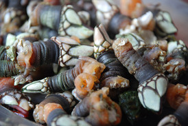 Entenmuscheln namens Percebes