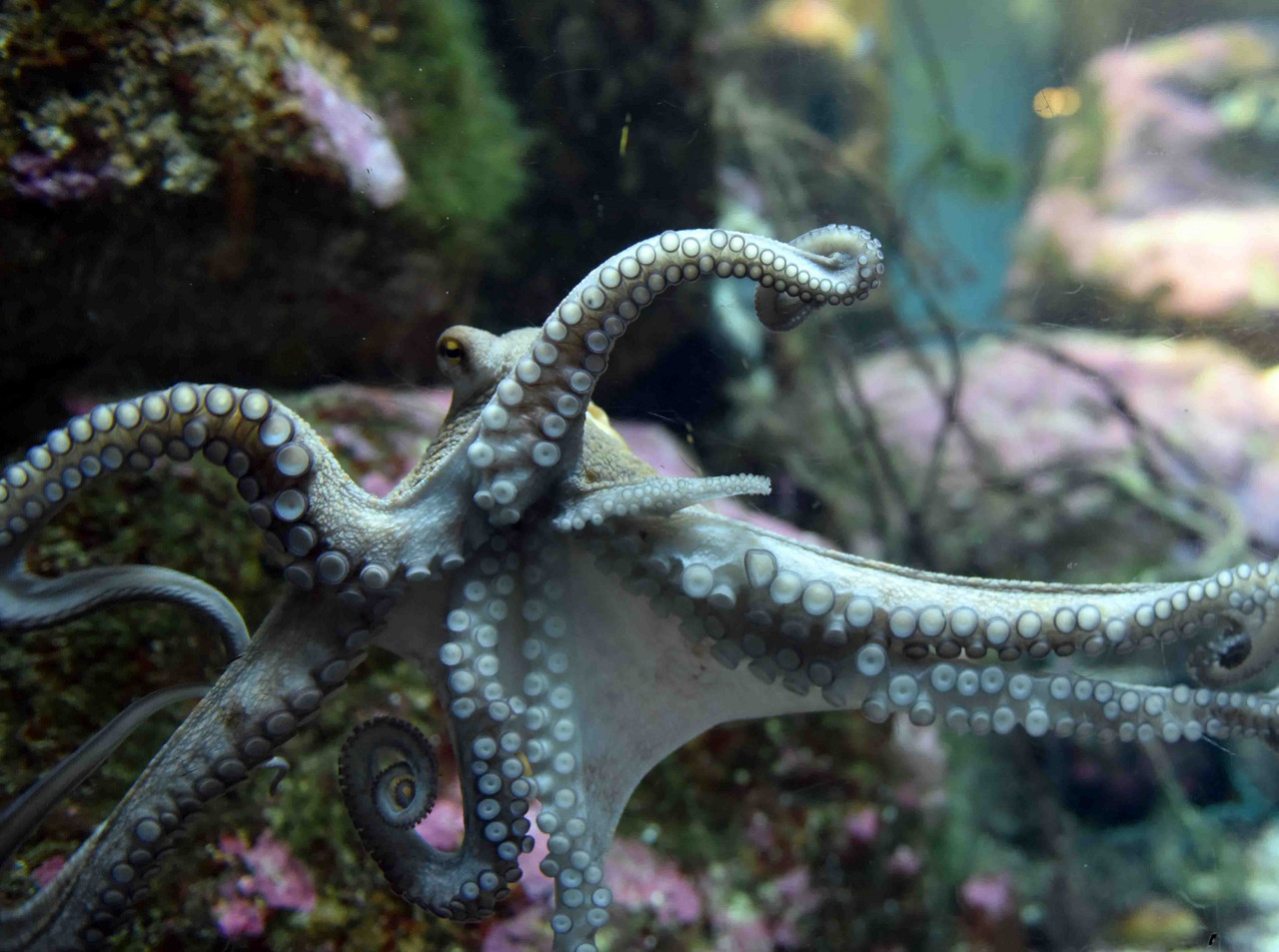 Krake im Meeresmuseum Galicische Krake