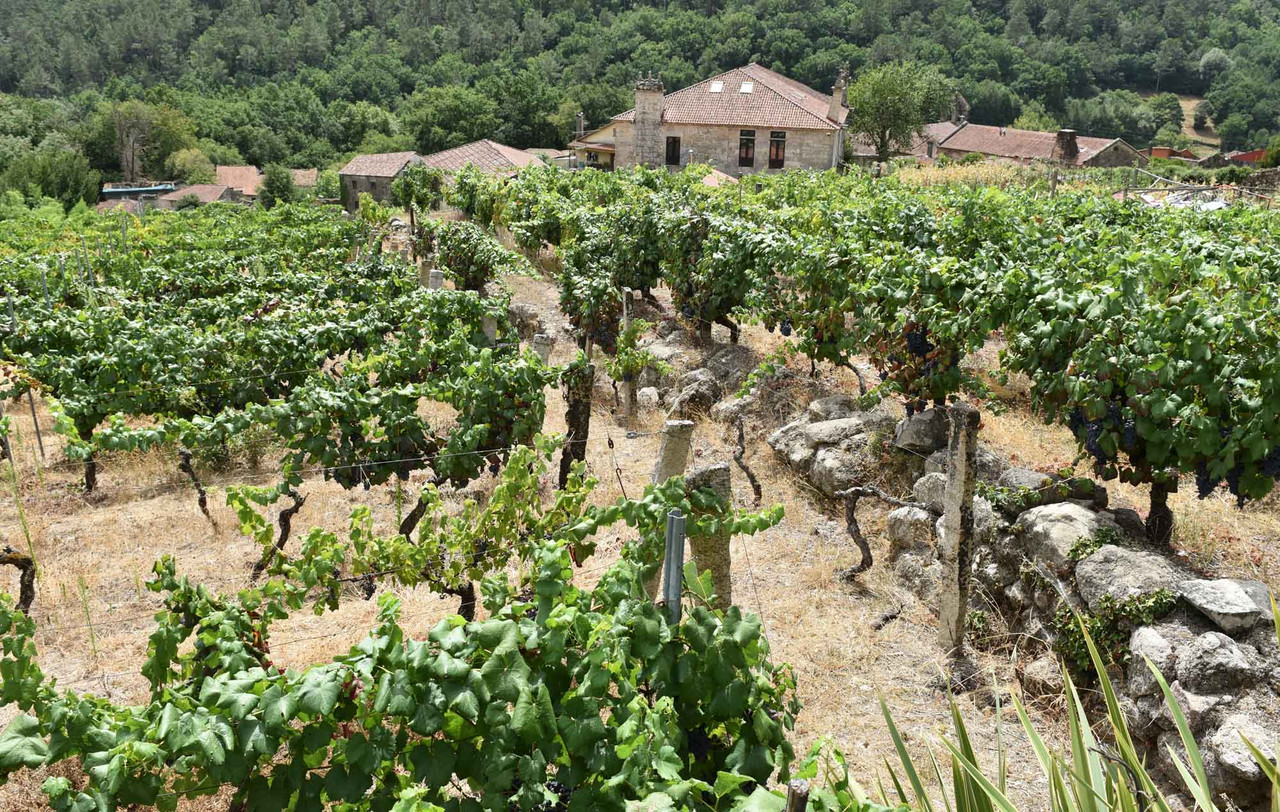 Weinfeld in Ourense