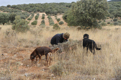 Trüffelhunde in Spanien