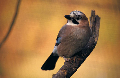 Singvogel Nordspanien