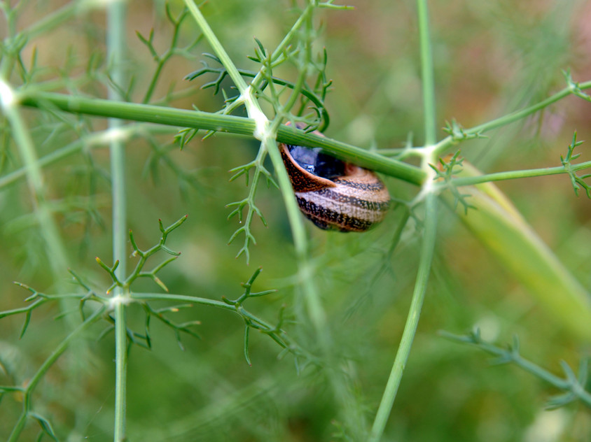 Energiepolitik im Schneckentempo