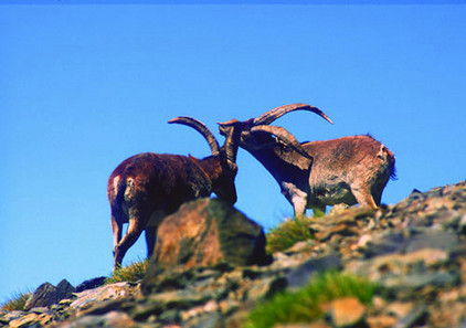 Iberiensteinbock Cabra Montés