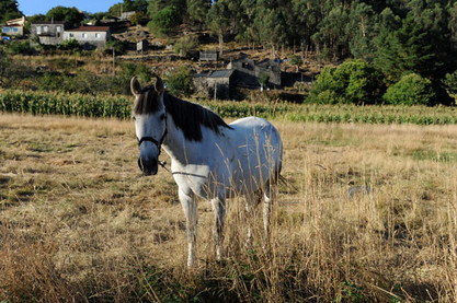 Pferd auf einem Acker bei Pontevedra, Galicien