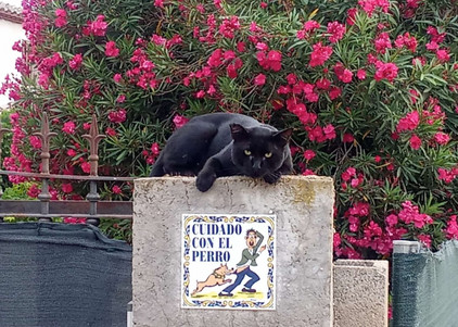 Spaniens Hunde und Katzen