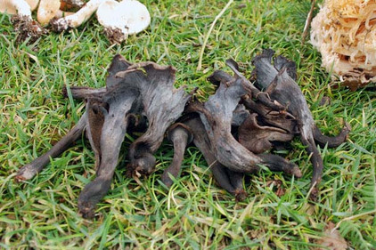 Totentrompeten auf einem Tisch