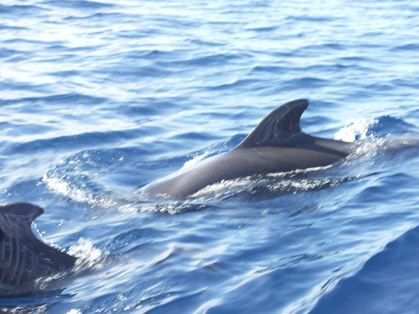 Delfin schwimmt im Wasser vor La Gomera