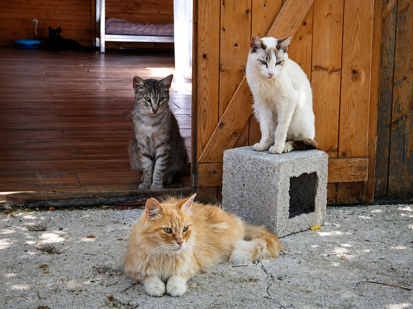 Katzenschutz in Spanien