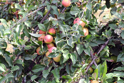 Apfelbaum in Asturien