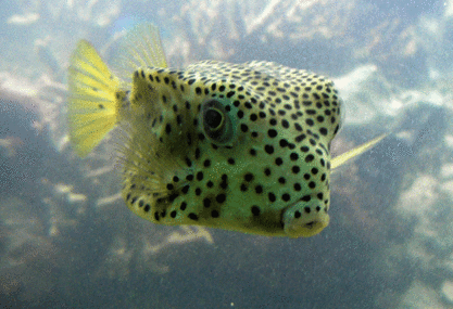 Kofferfisch