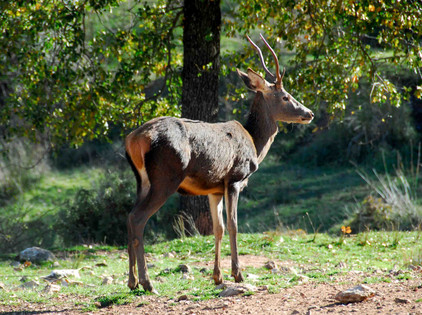 Reh in Andalusien Reh in Andalusien