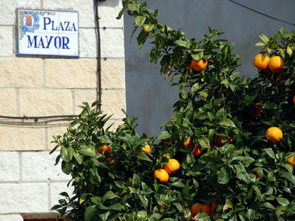 Orangen aus der Extremadura
