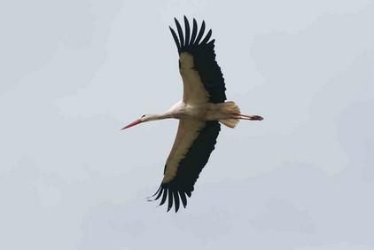 storch in der extremadura