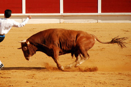 Kampfstier aus Spanien in der Arena