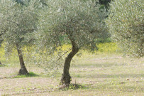 Ölbaum in der Extremadura